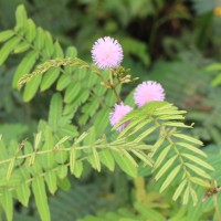 Mimosa pigra L.